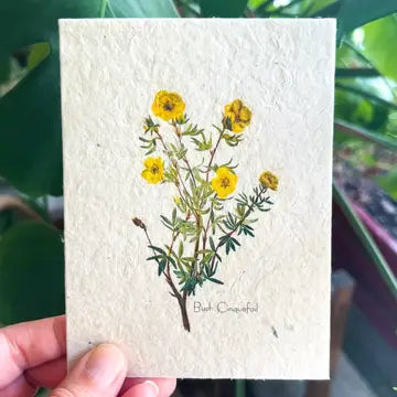 Botanical Plantable Seed Card
